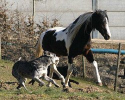 Pferd Running Mokassin (Pinto/Pleasure, 1993, von Repainted King)