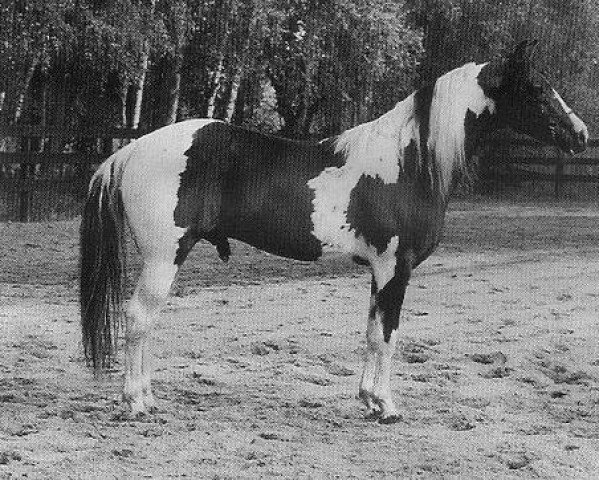 stallion Repainted King (Pinto / Small Riding Horse, 1984, from Refund)