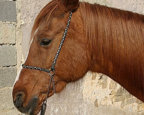 broodmare Marusah ox (Arabian thoroughbred, 1985, from Talal ox)