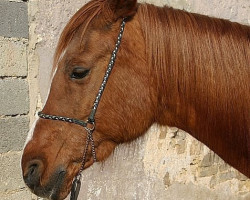 Pferd Marusah ox (Vollblutaraber, 1985, von Talal ox)