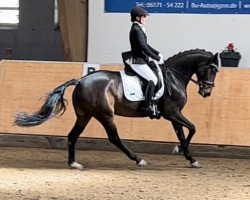 dressage horse Secret Rose 3 (Hanoverian, 2018, from Secret)