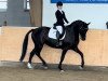 dressage horse Dark Pearl G (Oldenburg, 2016, from Dragon Hill)