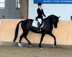 dressage horse Dark Pearl G (Oldenburg, 2016, from Dragon Hill)