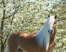 Deckhengst Amari (Haflinger, 2015, von Amerigo)