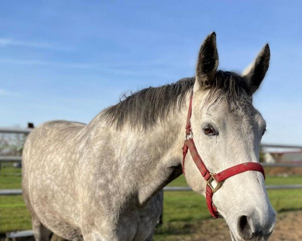 broodmare Bonnie (Hanoverian, 2015, from Bonaparte N AA)