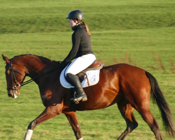 dressage horse Gaia 35 (Westphalian, 2018, from Glamourdale)