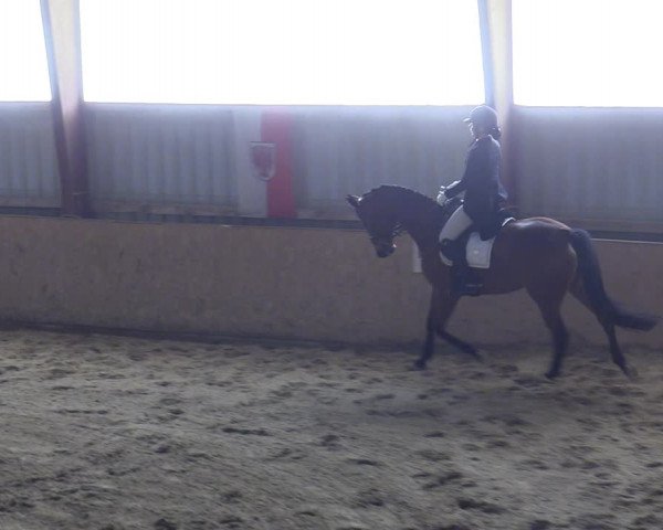 Reitturnier Kottingbrunn 2023