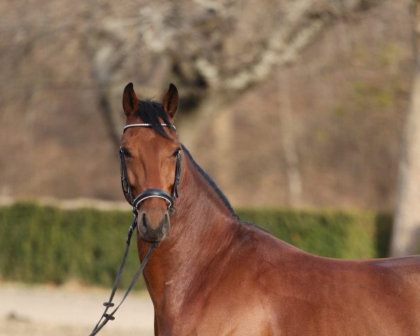 dressage horse Bonaparte MFG (Oldenburg, 2017)