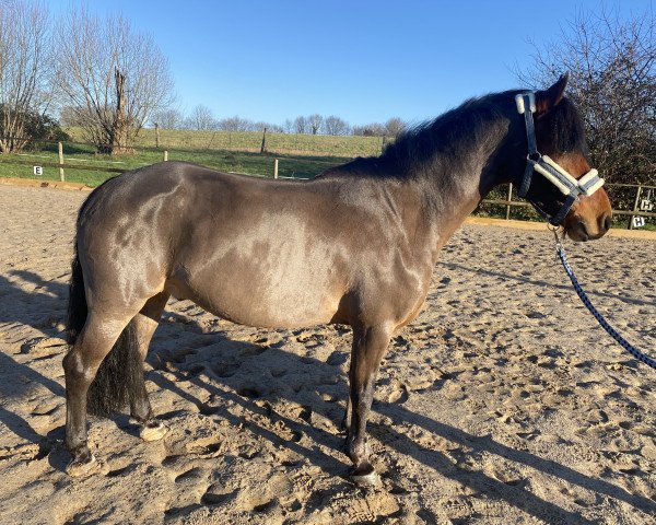 dressage horse Little John 49 (unknown, 2014)