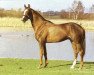 stallion Blue Talk xx (Thoroughbred, 1989, from National Zenith xx)