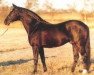 stallion National Zenith xx (Thoroughbred, 1977, from Secretariat xx)