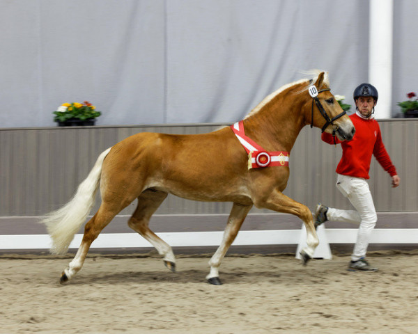 stallion Nomex BE (Haflinger, 2020, from Nachtstolz)