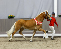 Deckhengst Nomex BE (Haflinger, 2020, von Nachtstolz)