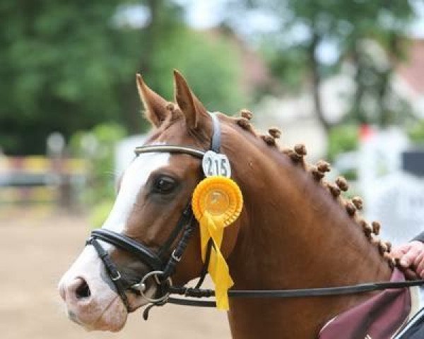 stallion Crazy Dynamic JK (German Riding Pony, 2011, from Casino Royale K WE)