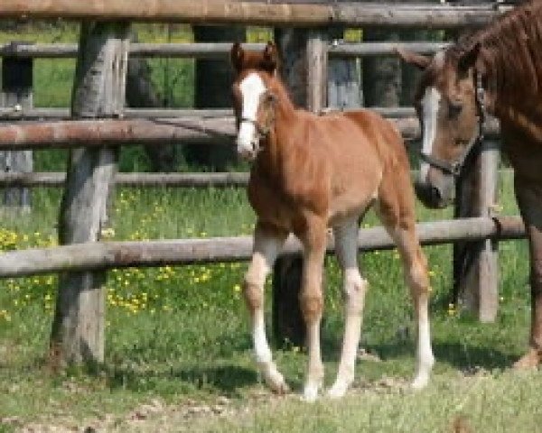 horse Brina del Sauro (Italian Warmblood, 2011, from Cacao Courcelle)