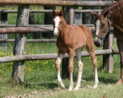 Pferd Brina del Sauro (Italienisches Warmblut, 2011, von Cacao Courcelle)