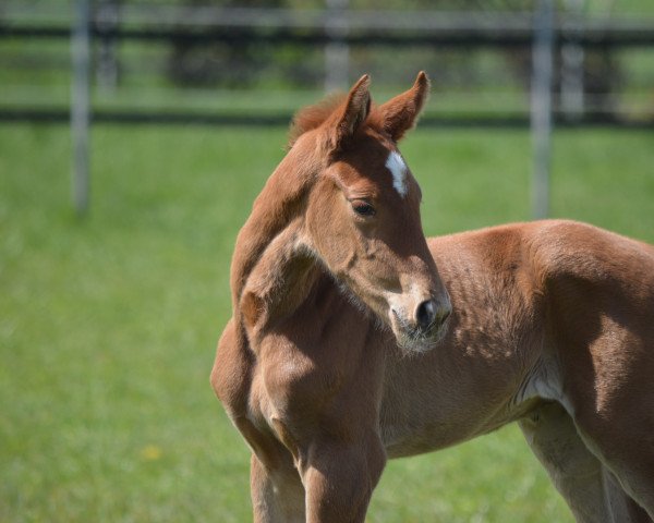 jumper Cor Caroli (Hanoverian, 2021, from Condoctro 3)