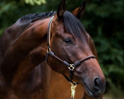 horse Bobby Brown (Trakehner, 2019, from Hopkins)