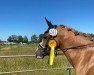 dressage horse Little Lime S (German Riding Pony, 2014, from Hot Cream 3)