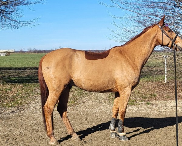 Pferd Lucky Luke (Deutsches Reitpferd, 2012, von Liquid)