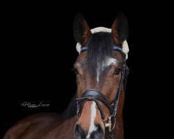 jumper Chigaru's Charming Charlie (Hanoverian, 2018, from Chigaru)