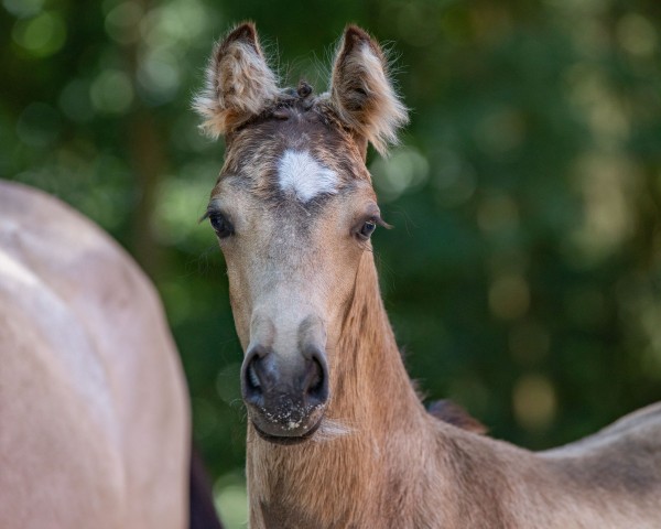 dressage horse Milky Man (German Riding Pony, 2022, from Mescal 15)