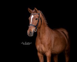 broodmare Pretty Girl (German Riding Pony, 2015, from Golden Game Boy)