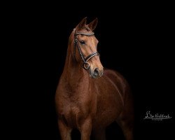 Zuchtstute Unlimited Girl 2 (Deutsches Reitpony, 2009, von Auenhof's Allstar)