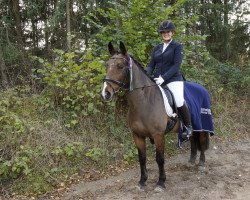 dressage horse Alegro 101 (unknown, 2002)