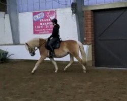 Dressurpferd Lotte van de Vuufwegen (Haflinger, 2010, von Anthony van de Wortel)