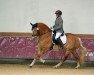 dressage horse Wendy Daddys Girl (Haflinger, 2013, from Alabaster B)