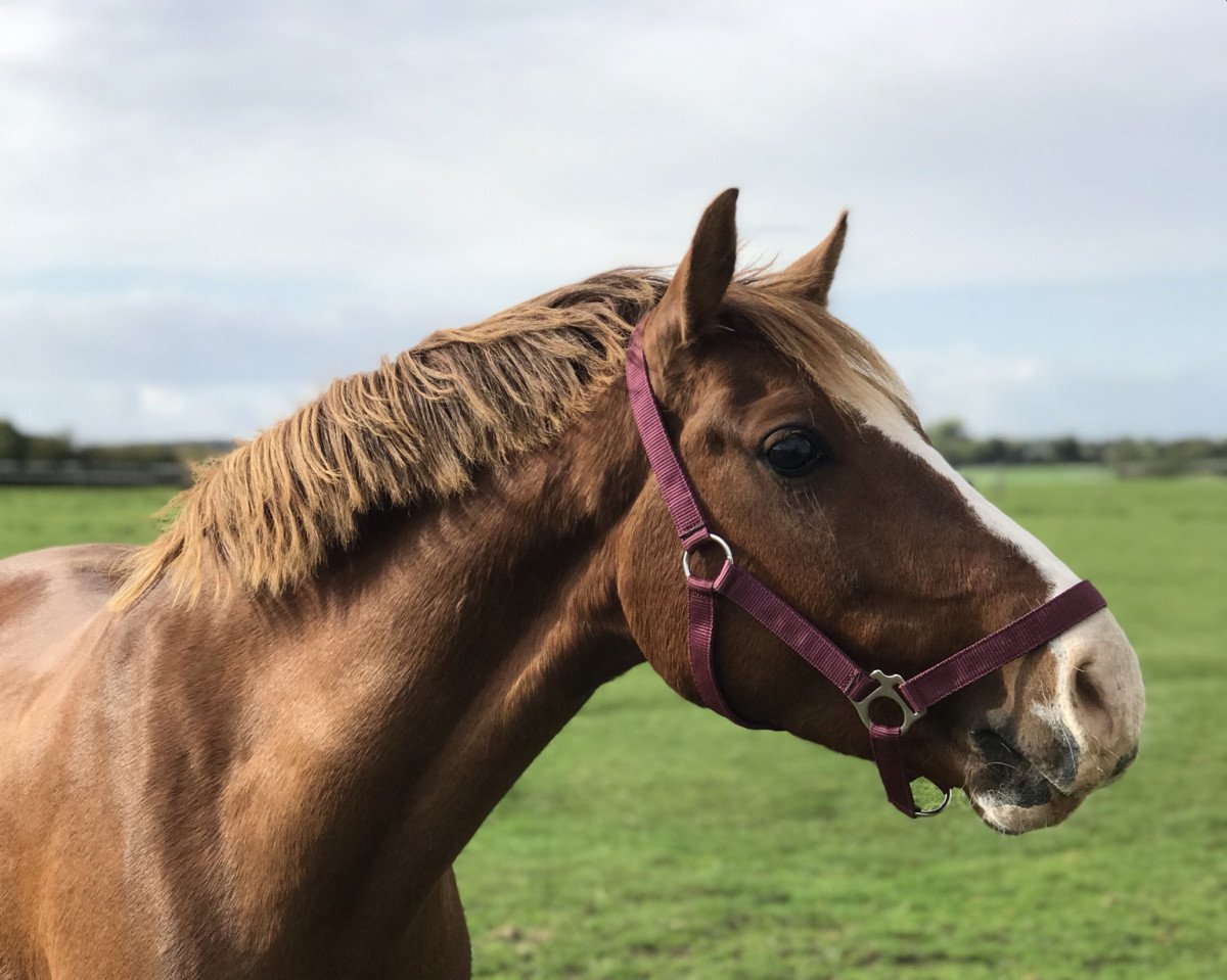 dressage horse Nanu Nana Honey (German Riding Pony, 2014, from Nadir vom Splitting WE)