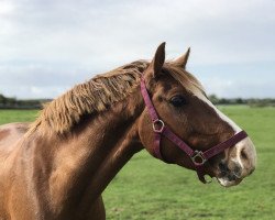 Dressurpferd Nanu Nana Honey (Deutsches Reitpony, 2014, von Nadir vom Splitting WE)