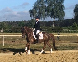 broodmare Orange Drive (German Riding Pony, 2011, from Steendiek's FS Dali)