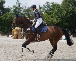 jumper My Lady 189 (German Sport Horse, 2014, from Mill Reef)