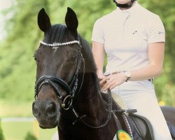 jumper Findus (Hanoverian, 2006, from Forrester)