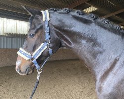 dressage horse My Sylvester Rocket (Oldenburg, 2015, from Self made)