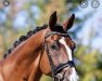 dressage horse My Unusual Friend (KWPN (Royal Dutch Sporthorse), 2014, from Glock's Johnson Tn)