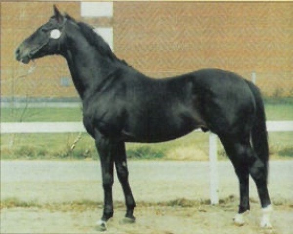 stallion Bold Irish xx (Thoroughbred, 1980, from Bold Lad xx)