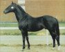 stallion Bold Irish xx (Thoroughbred, 1980, from Bold Lad xx)