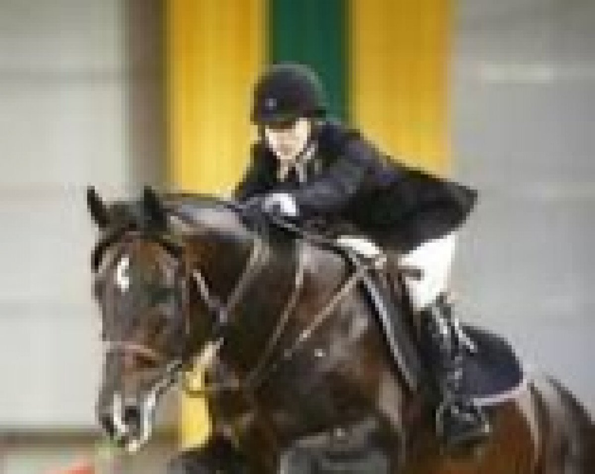 stallion Quibus Z (Zangersheide riding horse, 1994, from Quick Star)