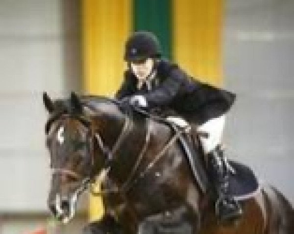 stallion Quibus Z (Zangersheide riding horse, 1994, from Quick Star)