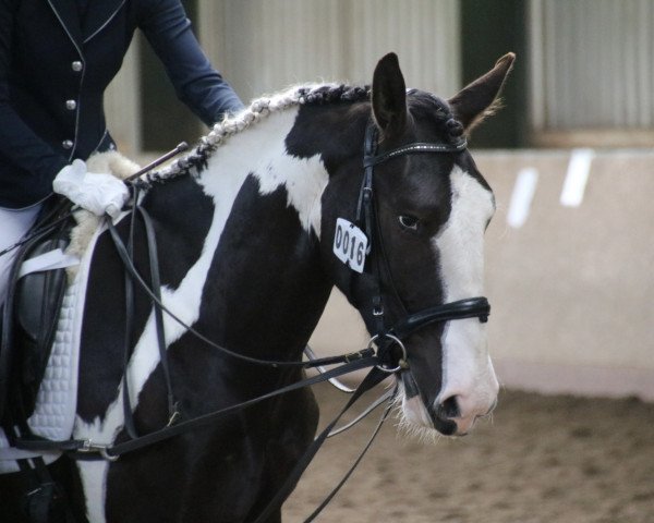 Springpferd Charlottenhofs Colorado (KWPN (Niederländisches Warmblut), 2019)