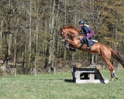 dressage horse Florentine 135 (Hanoverian, 2011, from Fuechtels Floriscount OLD)