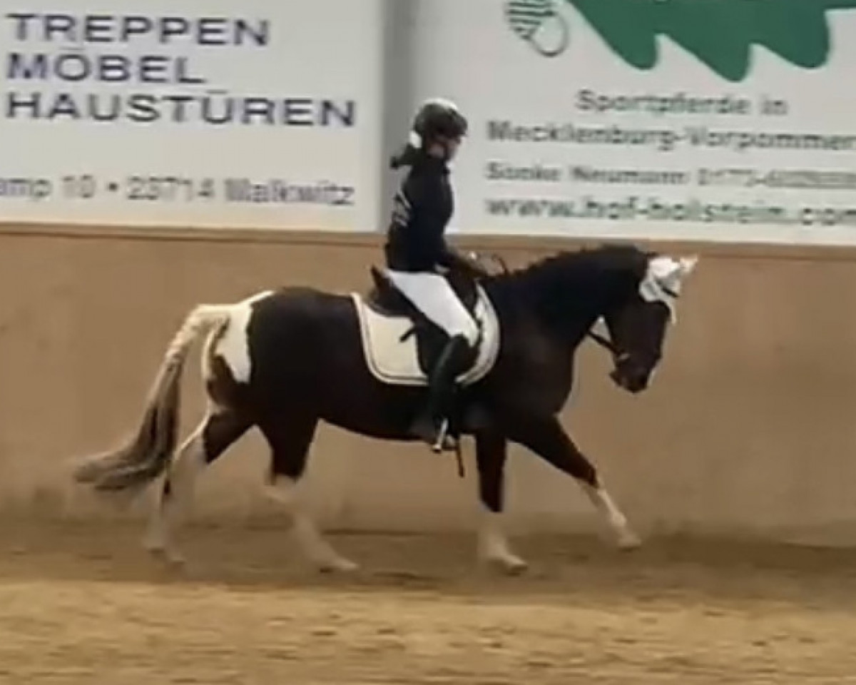 Dressurpferd Först's Ella (Lewitzer,  )