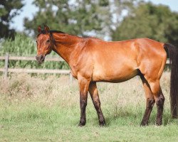 dressage horse Dino 237 (Rhinelander, 1995, from Dream of Heidelberg I)