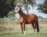 dressage horse Rubiana 11 (Oldenburg, 2012, from Foundation 2)