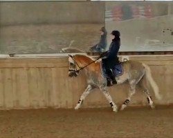 dressage horse Steno (Haflinger, 2016, from Struber Nr-S)