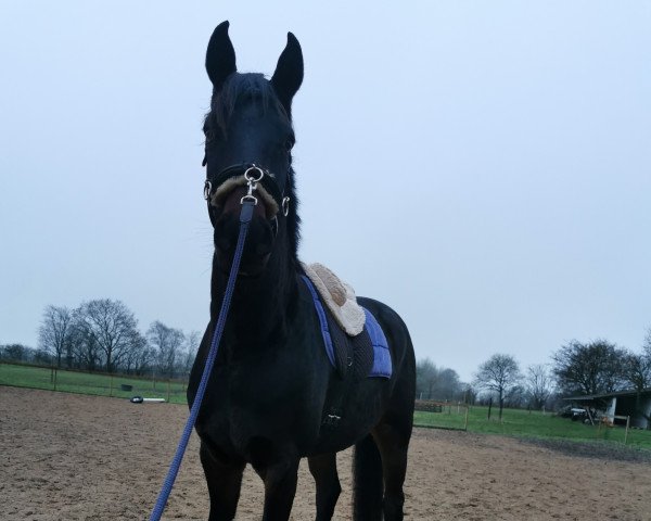 dressage horse Dagostino (Oldenburg, 2018, from Harmony's Desiderio)