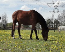 horse Fassminder (Dänisches Warmblut, 2010, from Fassbinder)